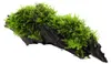 Aquarium Pflanze Vesicularia montagnei Christmas auf Wurzel Produktbild-Vorschau 1
