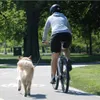 PetEgo laisse de vélo universelle pour chien Cycleash 85 cm Voir les images du produit 4