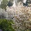 A row of flowering shrubs with green foliage in the foreground. Produktbild-Vorschau