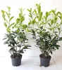 100 Kirschlorbeer Pflanzen, Höhe: 80-100 cm, Prunus Produktbild-Vorschau 1