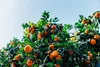 Food-United MANDARINEN PÜREE Zitrus-Frucht-Püree von Produktbild-Vorschau 5