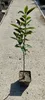 Diospyros kaki 'Vaniglia' - Sharonfrucht - 5 Liter Topf - Produktbild-Vorschau 2