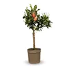 Citronnier rosso - agrume méditerranéen - arbre fruitier - Voir les images du produit 1