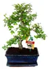 Bonsai Chinesische Ulme - Ulmus parviflora - ca. 8 Jahre Produktbild-Vorschau 1