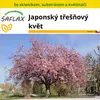 SAFLAX Kultivační sada - Japonský třešňový květ - Prunus Náhled obrázku produktu 10