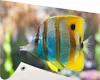 Gartenposter - 60x40 cm - Gestreifte Fische  - Modernes Produktbild-Vorschau 1