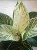Philodendron White Wave 20-30 cm - Baumfreund - grünes Produktbild-Vorschau 2
