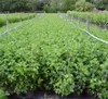 Johannisbeerbusch Bona (S) schwarze Johannisbeere sehr Produktbild-Vorschau 3