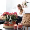 Kolibri Orchideen | Combi Deal von 2 roten Phalaenopsis Produktbild-Vorschau 2
