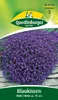 Blaukissen 'Blau' Quedlinburger Blumensamen Produktbild-Vorschau 6