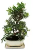 Bonsai – Pistacia lentiscus – Mastixstrauch – Wilde Produktbild-Vorschau 2