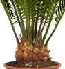 Bloomique - Cycas Revoluta - Palmfarn - Sagopalme - Palme - Produktbild-Vorschau 5