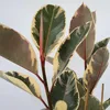 Figowiec sprężysty - Ficus Elastica 'Tineke' - Wysokość Podgląd zdjęcia produktu 4