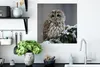 MuchoWow® Poster Ein Schneekauz schaut in die Kamera 50x50 Produktbild-Vorschau 3