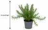 Hängender Rosmarin Prostratus im 12 cm Topf – Produktbild-Vorschau 5