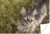 MuchoWow® Poster Eine Maine Coon-Katze im hohen Gras Produktbild-Vorschau 1