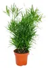 Zierspargel  - 3er Set - 3 verschiedene Asparagus Pflanzen Produktbild-Vorschau 3