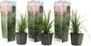 Three potted pampas grass plants are displayed in front of their packaging, which features an image of mature pampas grass. Produktbild-Vorschau