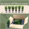 Plants by Frank | Grüne Spindelstrauch Hecke | Euonymus Produktbild-Vorschau 6