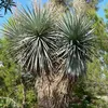 Exotické semená - Yucca Rigida - balenie 5 ks - Náhľad obrázku produktu 7