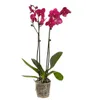 Dehner Schmetterlingsorchidee, zweitriebig, pinke Blüten, Produktbild-Vorschau 2