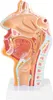 Anatomisches Modell der menschlichen Nase, Mundhöhle und Voir les images du produit 1
