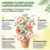 Power Florfliegenlarven gegen Blattläuse und Wollläuse – 2 Produktbild-Vorschau 2