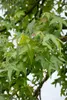Liquidambar styraciflua, Amberbaum, 100–125 cm Produktbild-Vorschau 11