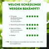 Raubmilben gegen Thripse bei Gemüse-, Zier- & Nutzpflanzen Produktbild-Vorschau 5