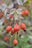 Rosa glauca, Rotblattrose, 40–60 cm Produktbild-Vorschau 3