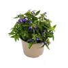 Männertreu hängend - blau - Lobelia richardii - 11cm - Set Produktbild-Vorschau 2