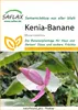 SAFLAX  - Bananier à fleurs - 8 graines - Musa Voir les images du produit 9