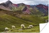 MuchoWow® Poster Alpaka - Hügel - Gras 30x20 cm - Plakate - Produktbild-Vorschau 1