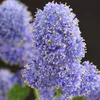 Lillà californiano Ceanothus thyrsiflorus Repens Ø19cm Anteprima dell’immagine prodotto 3