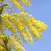 A close-up view of yellow mimosa flowers against a bright blue sky. Produktbild-Vorschau
