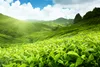 Loyd Yunnan Herbata Czarna Liściasta Chińska Głęboki Smak i Podgląd zdjęcia produktu 11
