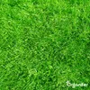 Kalkdünger mit Magnesium (5 kg - Für 100 m2)- Organifer Produktbild-Vorschau 9