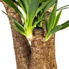 Yucca Elephantipes géant, plante d'intérieur, Ø24cm, Voir les images du produit 2