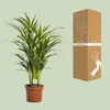 Goldfruchtpalme Dypsis Lutescens Ø17cm ↕65cm Luftreinigende Produktbild-Vorschau 3
