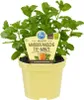 Marokkanische Tee-Minze- Mentha spicata - Kräuterpflanze im Produktbild-Vorschau 3