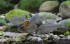 Tetra FunTips Tablets - an der Aquarium-Scheibe haftende Produktbild-Vorschau 9