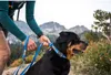 Ruffwear Web Reaction™ Hundehalsband Produktbild-Vorschau 5