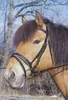 Trensenzaum Standard, schwarz, Warmblut Produktbild-Vorschau 7