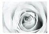 Basera Fototapete Rosenmotiv b-B-0035-a-d, Vliestapete, Produktbild-Vorschau 2