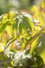 Acer palmatum 'Osakazuki', Japanischer Ahorn, leuchtend Produktbild-Vorschau 8