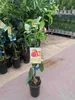 Citrus paradisi 'Star Ruby' 100-130 cm - Červený grapefruit Náhled obrázku produktu 2