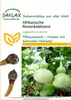 Artikelbild 1 von 'Afrikanische Riesenkalebasse' aus der Kategorie Exotische Samen Náhľad obrázku produktu