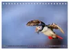 Puffins - Papageientaucher auf Island (Tischkalender 2027 Produktbild-Vorschau 6