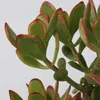 Jadepflanze - Crassula ovata 'Sunset' - Höhe 55-60cm - Produktbild-Vorschau 3