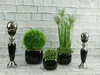 A collection of decorative plants in black ceramic pots arranged on a white brick wall background. Produktbild-Vorschau